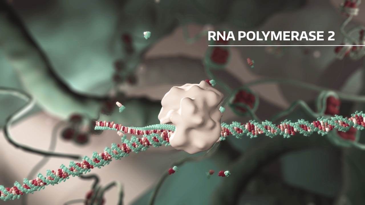 Grafik aus Erklärvideo Medizin Polymerase auf DNA