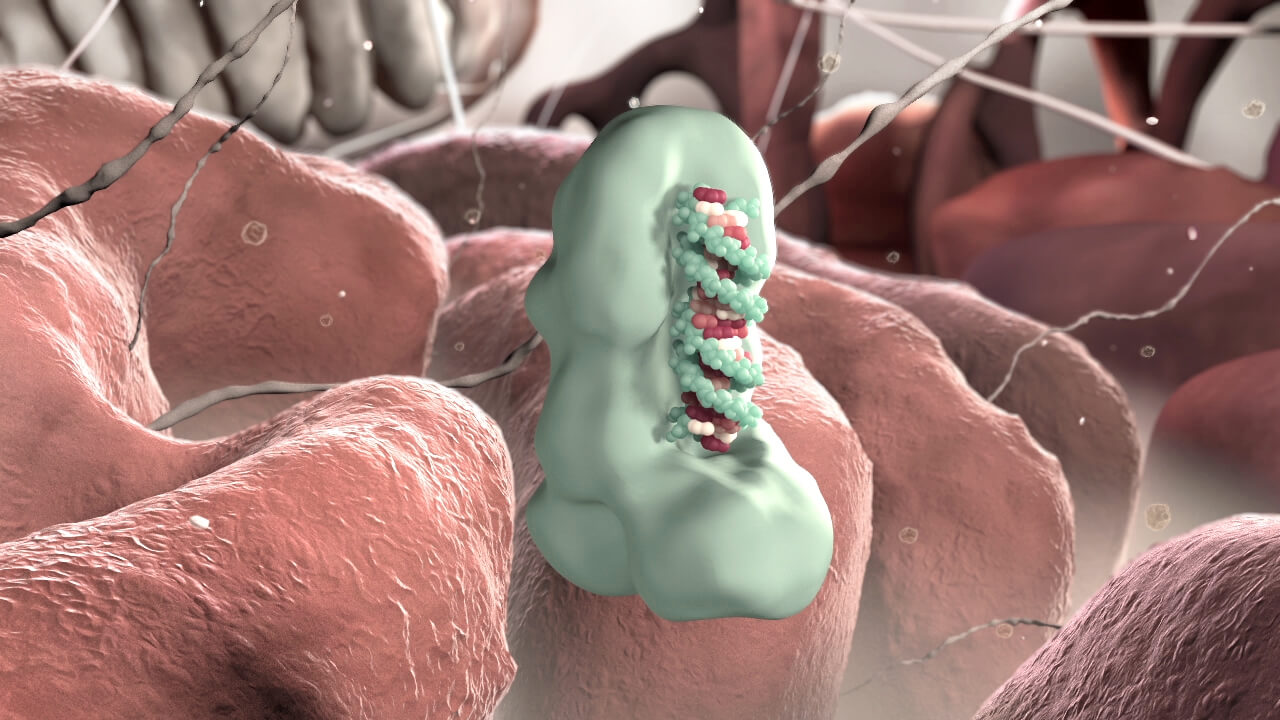 Grafik aus dem Erklaervideo Medizin zum Thema microRNA - Enzym Dicer