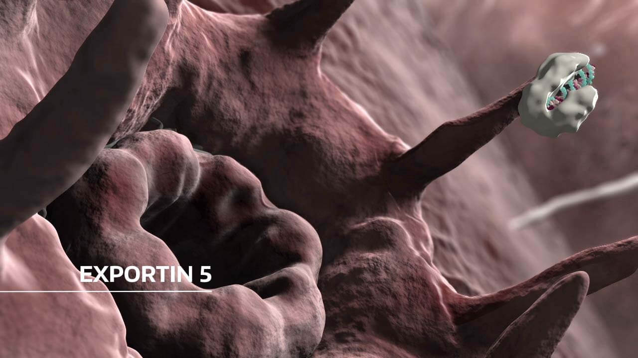 Grafik aus dem medizinischen Erklaervideo microRNAs zeigt Kernpore der Zelle