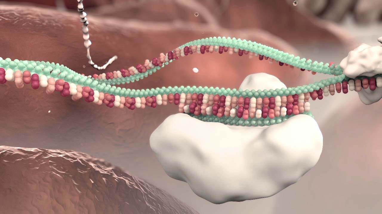 medizinisches Erklaervideo Grafik messengerRNA und Protein